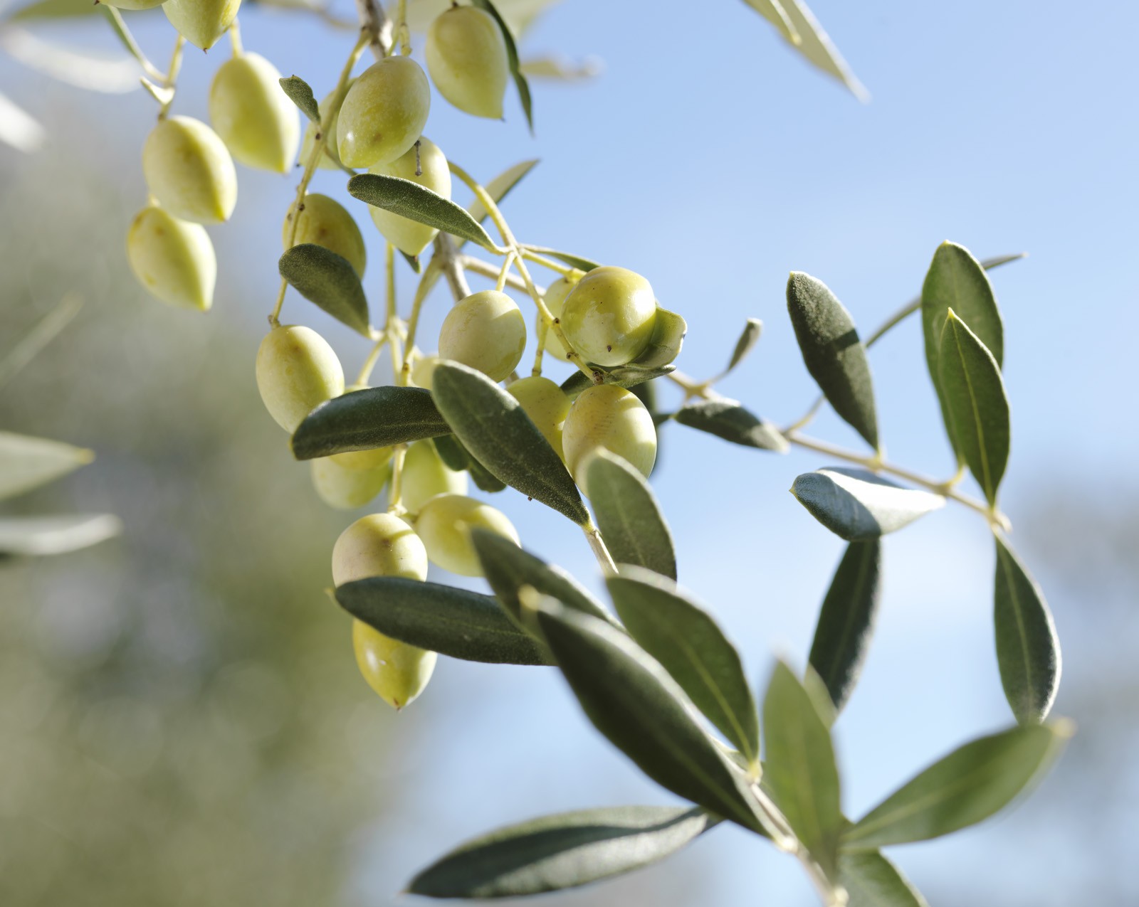 Masline kalamata intregi ECO