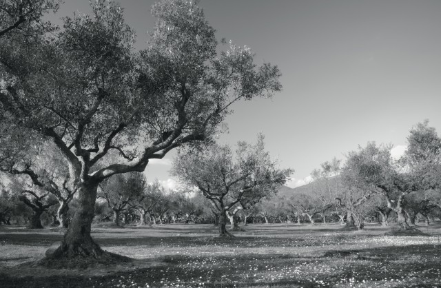 Masline kalamata intregi ECO