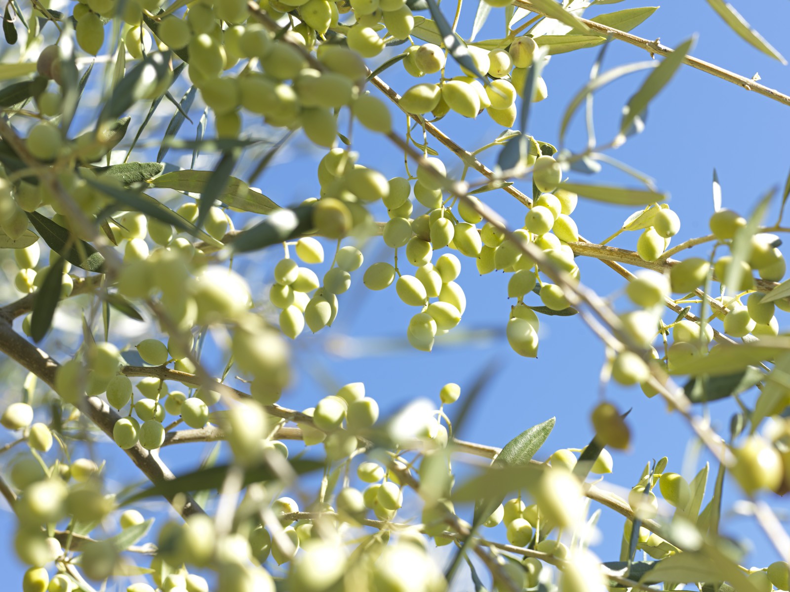 Masline verzi intregi ECO