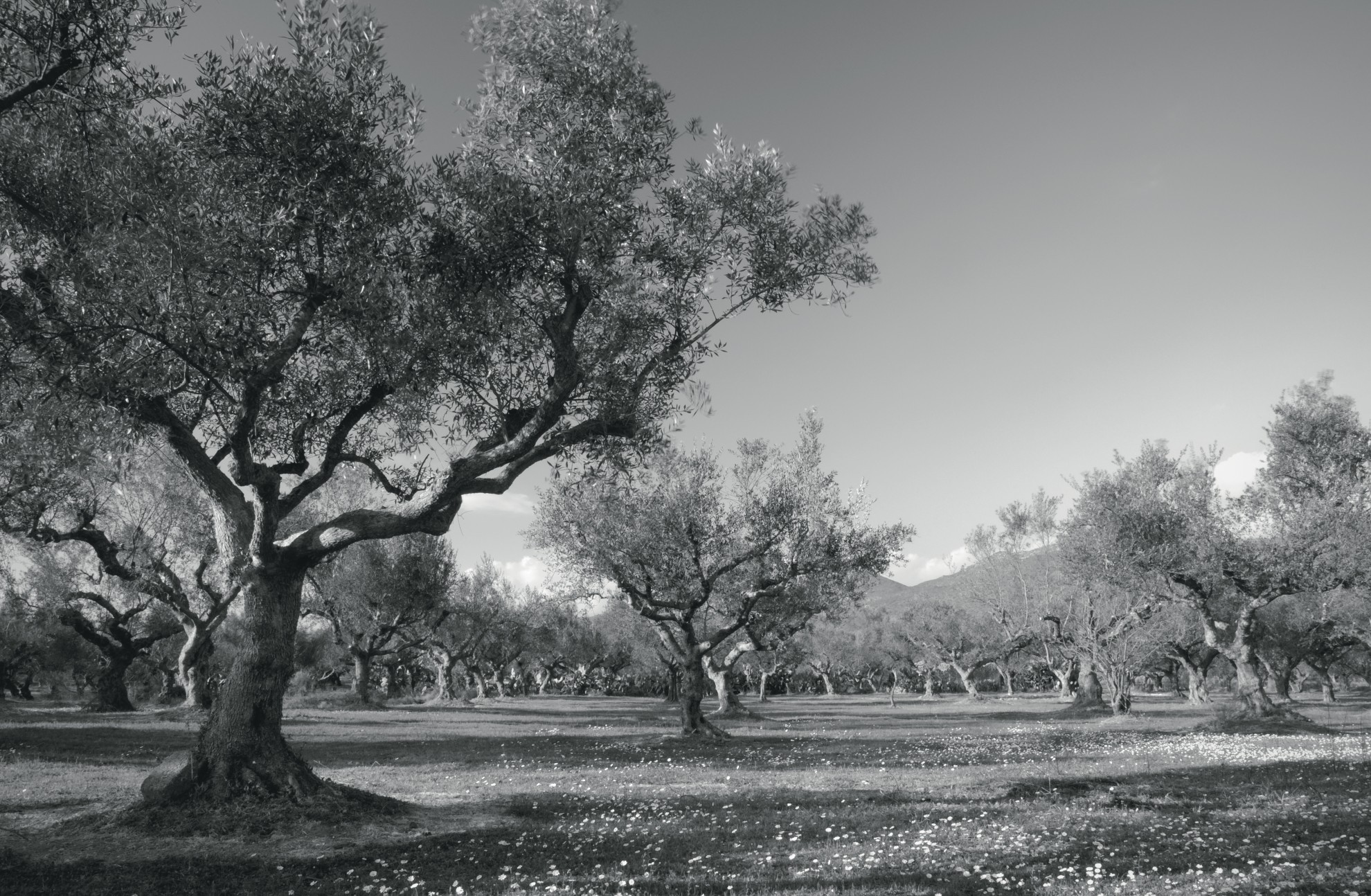 Masline verzi intregi ECO