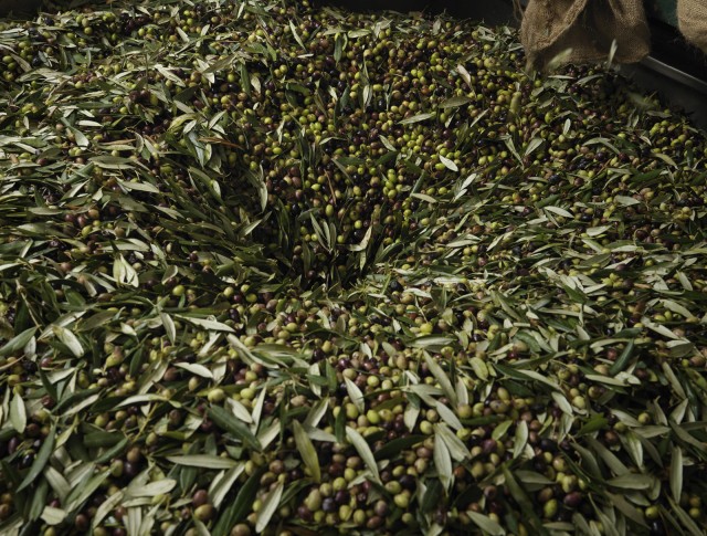 Ulei masline Kalamata extravirgin PDO