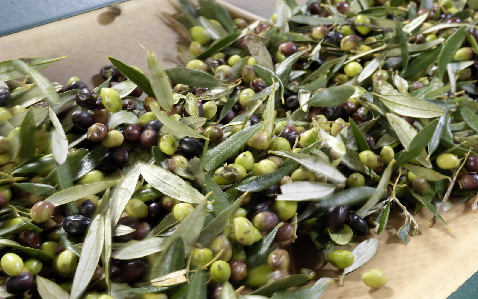 Masline verzi fara samburi ECO