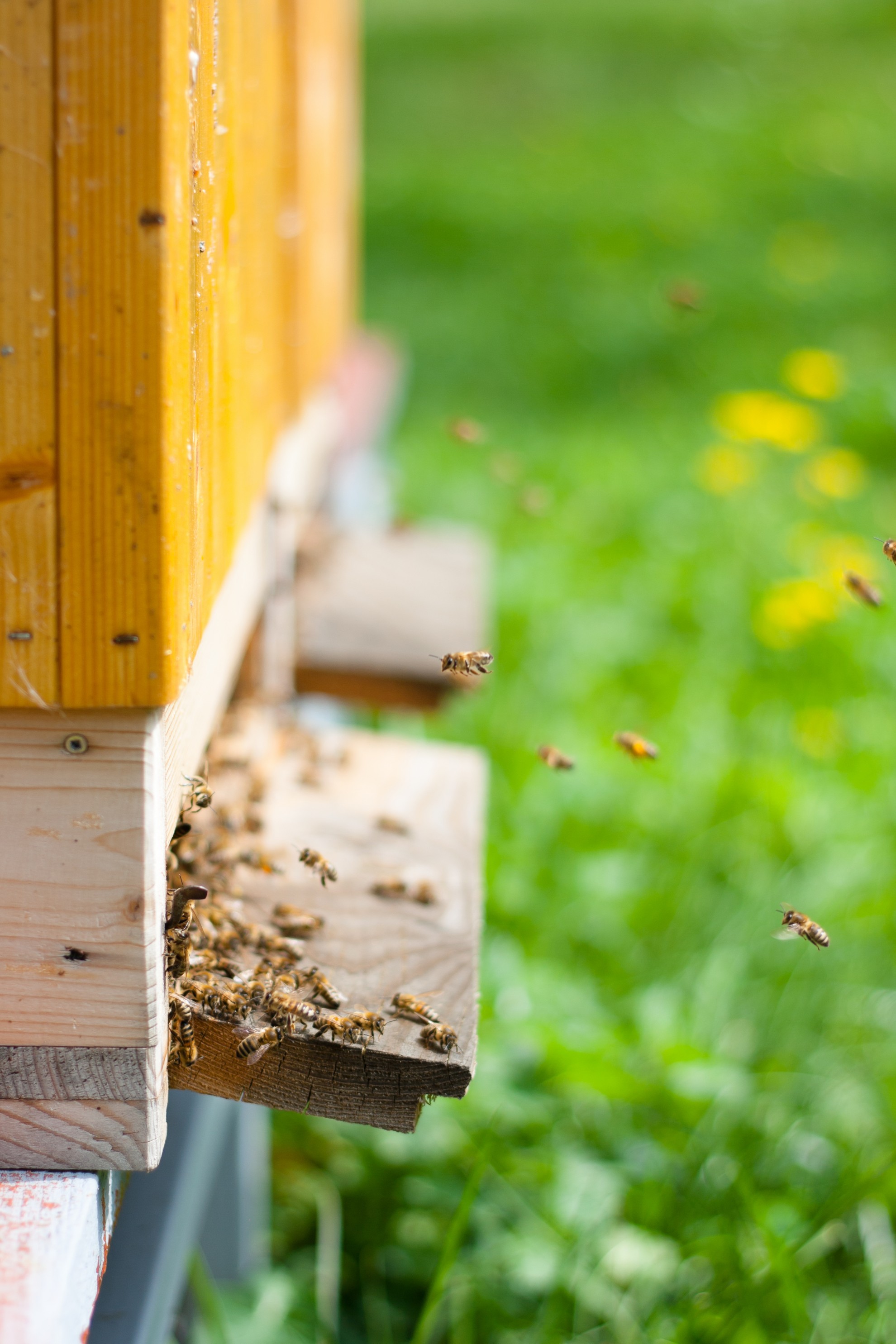 Miere poliflora "ursulet"